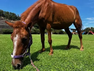 【福岡県大牟田市】大牟田市動物園に新しい仲間がやってきます！