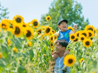 "ひまわり" 満開です【堺・緑のミュージアム　ハーベストの丘】