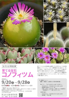 【国立科学博物館 筑波実験植物園】コレクション特別公開「育てる宝石・コノフィツム」開催のご案内