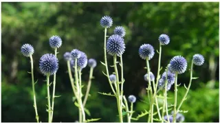六甲高山植物園 絶滅が危惧される貴重な花 「ヒゴタイ」8月下旬まで見頃です！