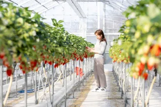 ホテル自家農園でいちご狩り、スイーツなどいちごを存分に楽しむオールインクルーシブステイ「Mercure いちご女子旅」プランの予約受付を2025年12月1日に開始【メルキュール京都宮津リゾート&スパ】