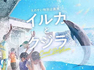 イルカとクジラ Coool Dolphin