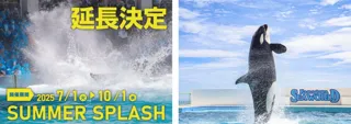 【鴨川シーワールド】続く夏を楽しもう!!シャチの「サマースプラッシュ」延長決定!!!