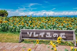 【横須賀・ソレイユの丘】10万本のヒマワリが今週末に見頃へ。一面に広がる“絵画のような絶景”、夏限定のヒマワリグルメも登場！