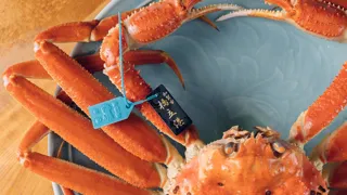 【加賀温泉郷】11月6日解禁!加賀 橋立漁港で待望の「加能ガニ」水揚げスタート!