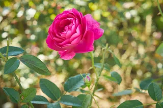 【秋バラを五感で堪能】秋バラが咲き誇るローズガーデンで織りなす贅沢な『バラ農家の収穫祭』開催