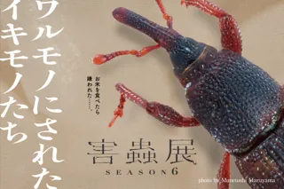 身近に潜む害虫の存在を考え、生き物の“棲み分け”を考える害蟲展season6、東京・大阪で開催！