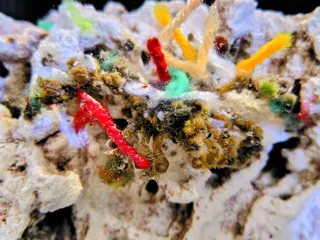 アトアで特別な冬を楽しもう！クリスマス期間限定の特別水槽や、高さ8メートルの巨大ツリーが登場！