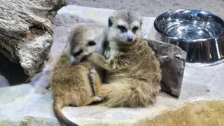 広島もとまち水族館　オープンから1か月の健康診断　生きものたちの公開体重測定を実施！