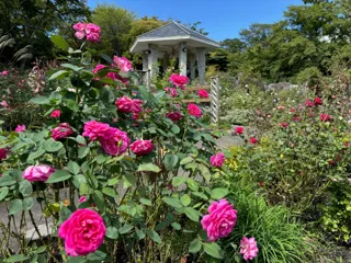 箱根強羅公園で秋バラが開花しました！