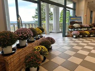 恩賜箱根公園 恒例イベント「秋のざる菊展示」を開催します！