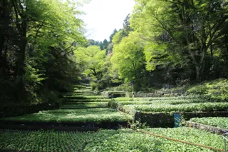 東京から2時間、伊豆・修善寺の新しい旅の魅力を提案　「五感で楽しむ 伊豆わさびの1日ツアー」を修善寺温泉旅館協同組合が造成