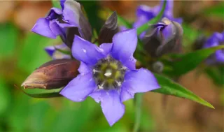 日本の里山の秋を彩る鮮やかな瑠璃色の花「リンドウ」が見頃です