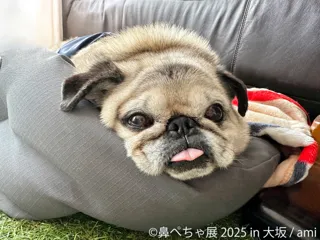 祝・10周年♪ぶひ可愛い“鼻ぺちゃ犬”が大阪に集結 「鼻ぺちゃ展」11/14~開催 限定グッズ&新作も多数登場!